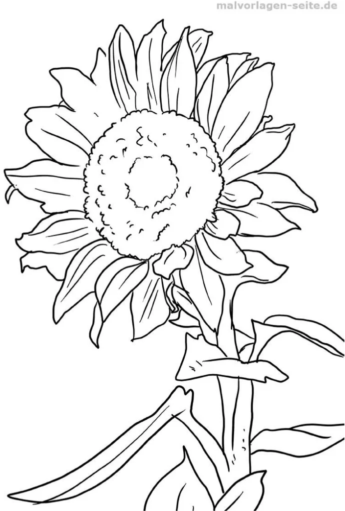 malvorlage-sonnenblume-ausmalen