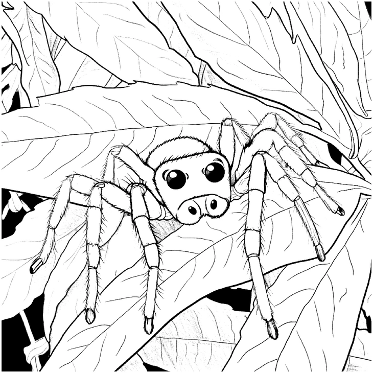 malvorlage-spinne-auf-grossen-blaettern