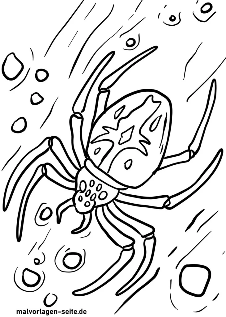 malvorlage-spinne-ausmalen-aktivitaet
