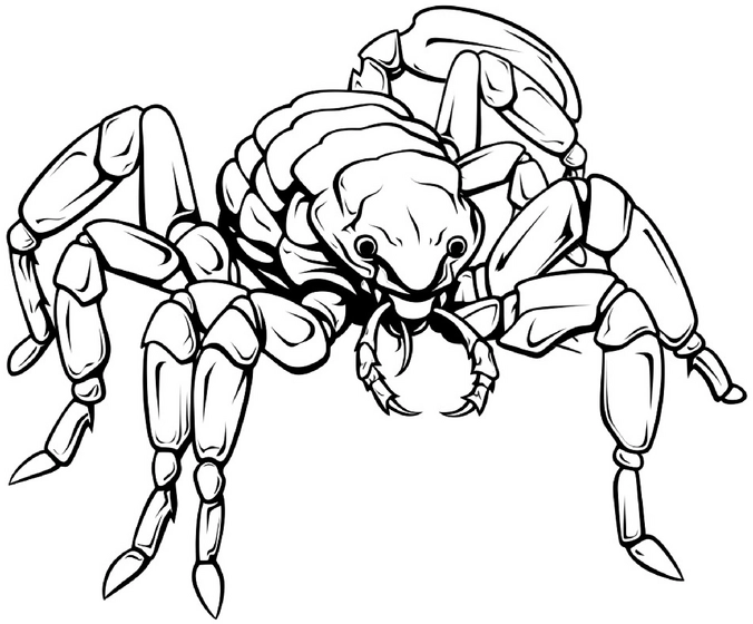 malvorlage-spinne-ausmalen