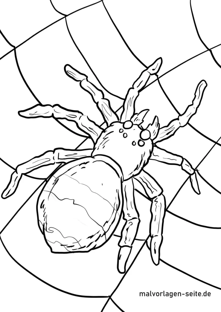 malvorlage-spinne-im-netz