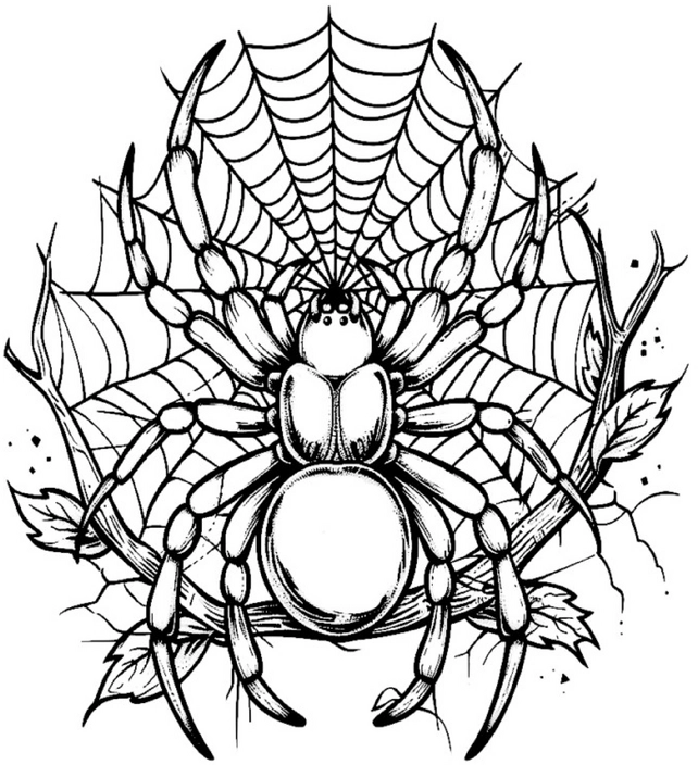 malvorlage-spinne-im-netz-ausmalen