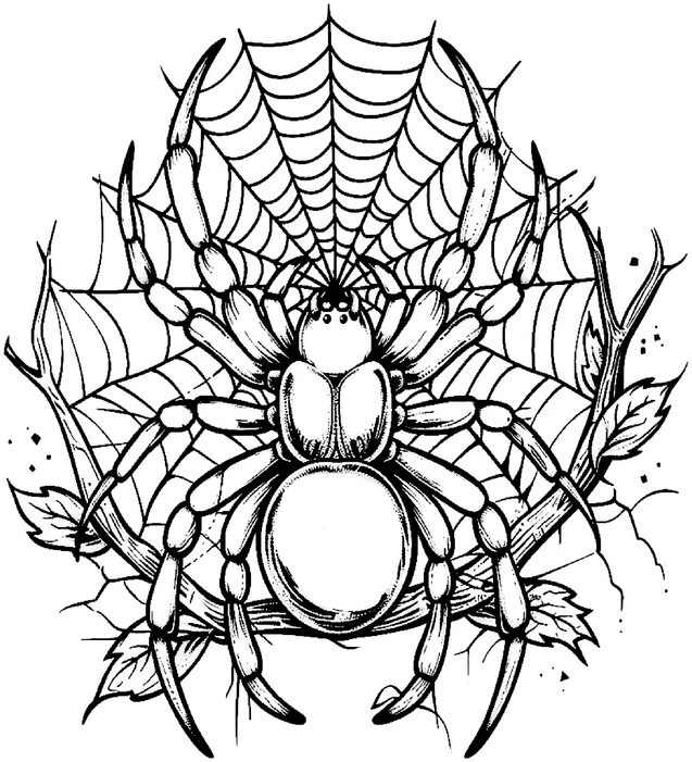 malvorlage-spinne-im-netz-gestalten
