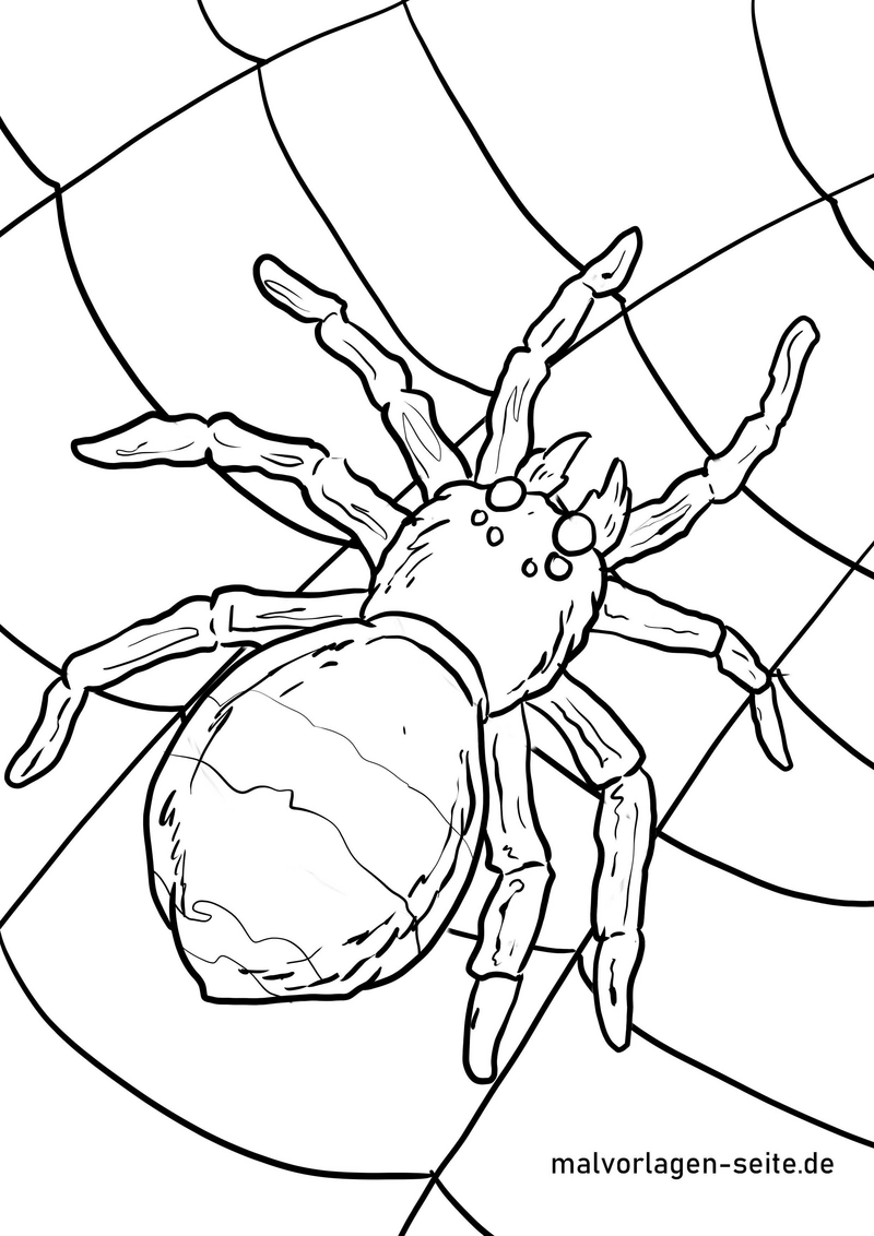 malvorlage-spinne-im-netz