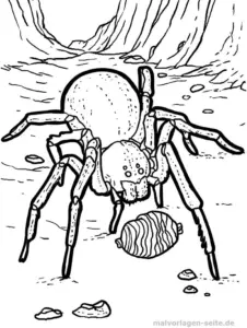 malvorlage-spinne-natur-umgebung-ausmalen