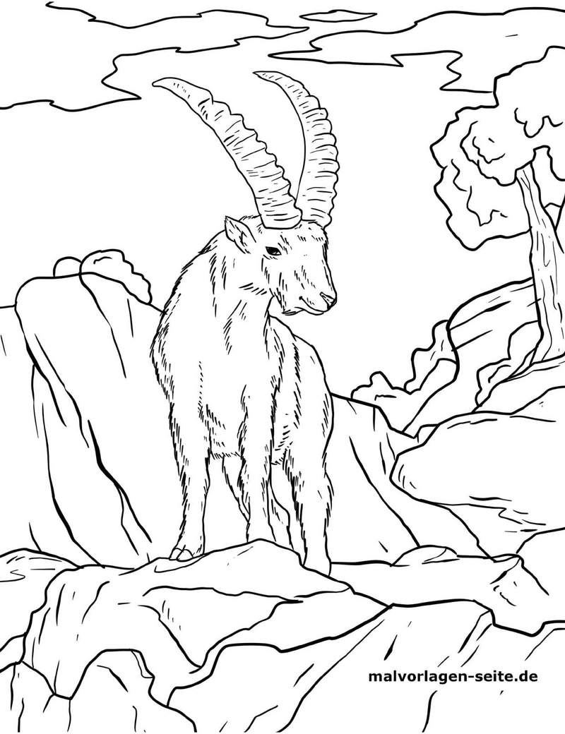 malvorlage-steinbock-auf-felsen