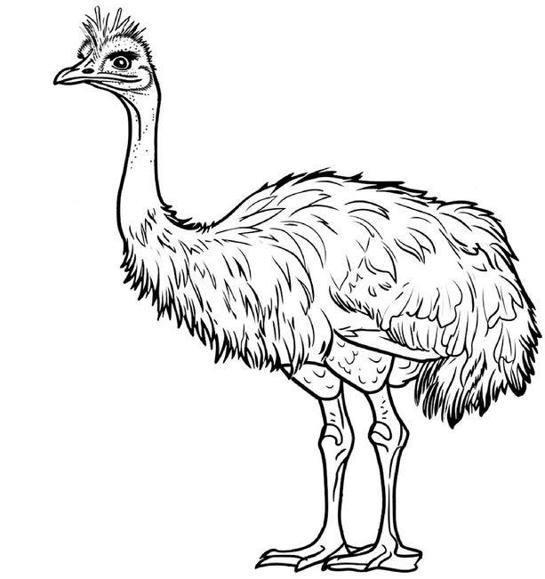 malvorlage-strauss-fuer-kinder