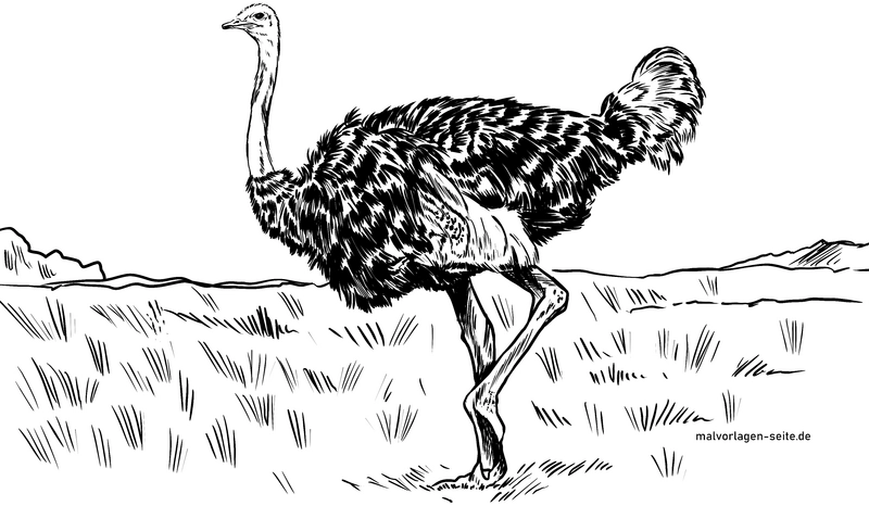 malvorlage-strauss-in-der-natur