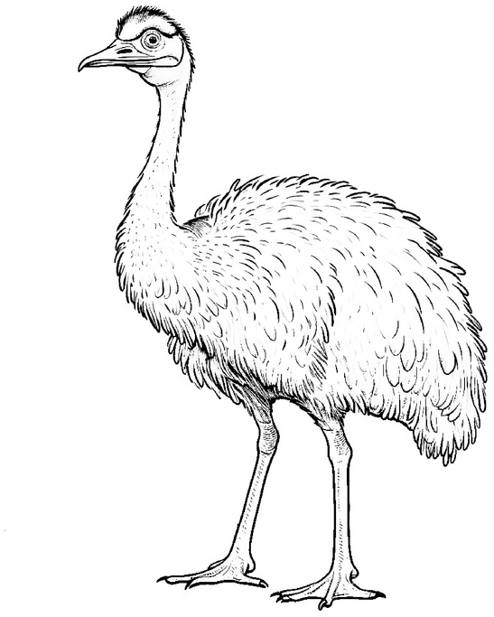 malvorlage-strauss-vogel-ausmalbild