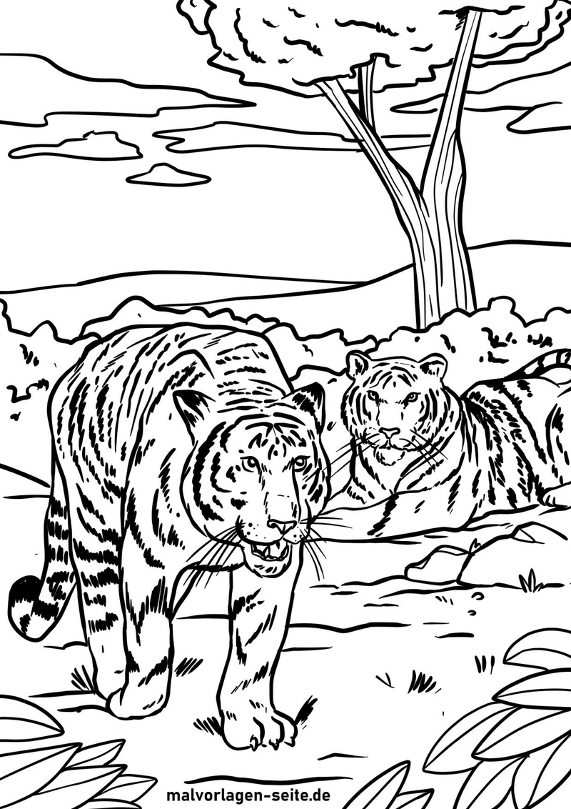 malvorlage-tiger-in-der-natur-ausmalbild