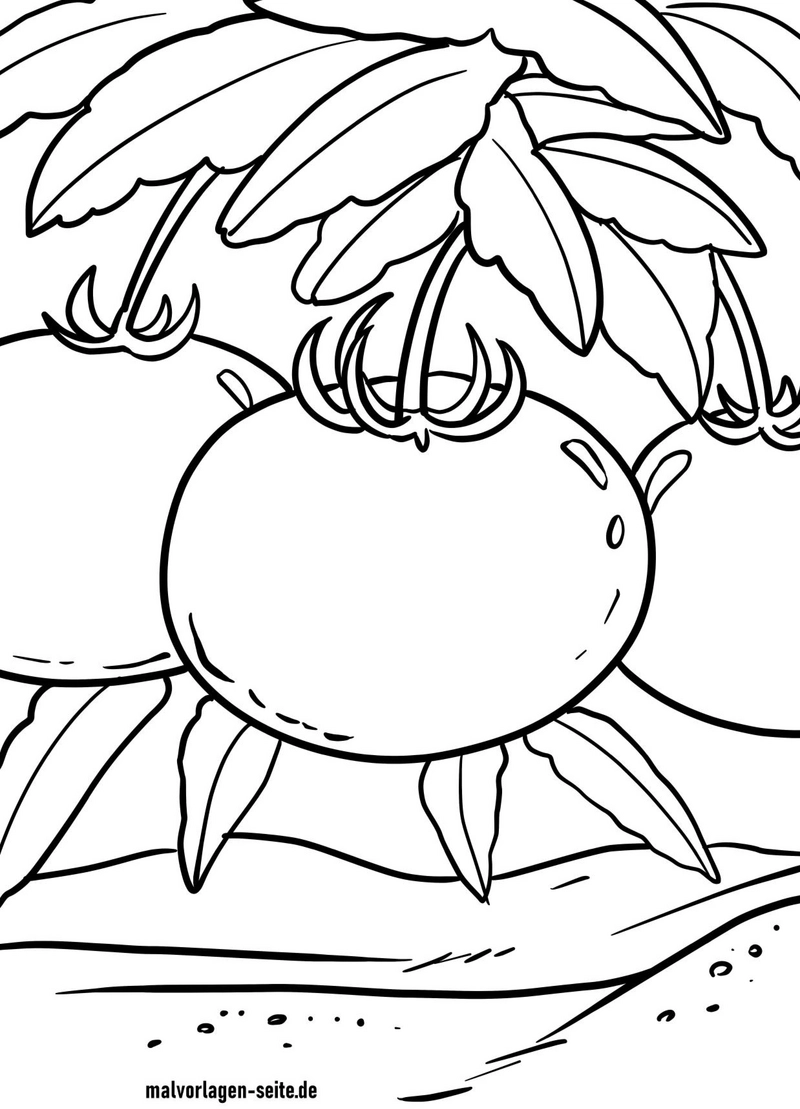 malvorlage-tomaten-pflanzen-ausmalen