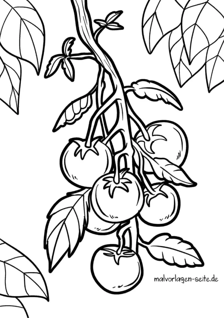 malvorlage-tomatenstrauch-mit-fruechten