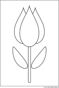 malvorlage-tulpe-ausmalbild