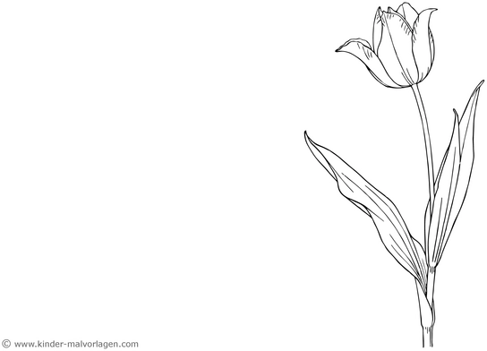 malvorlage-tulpe-ausmalbild-fruehling