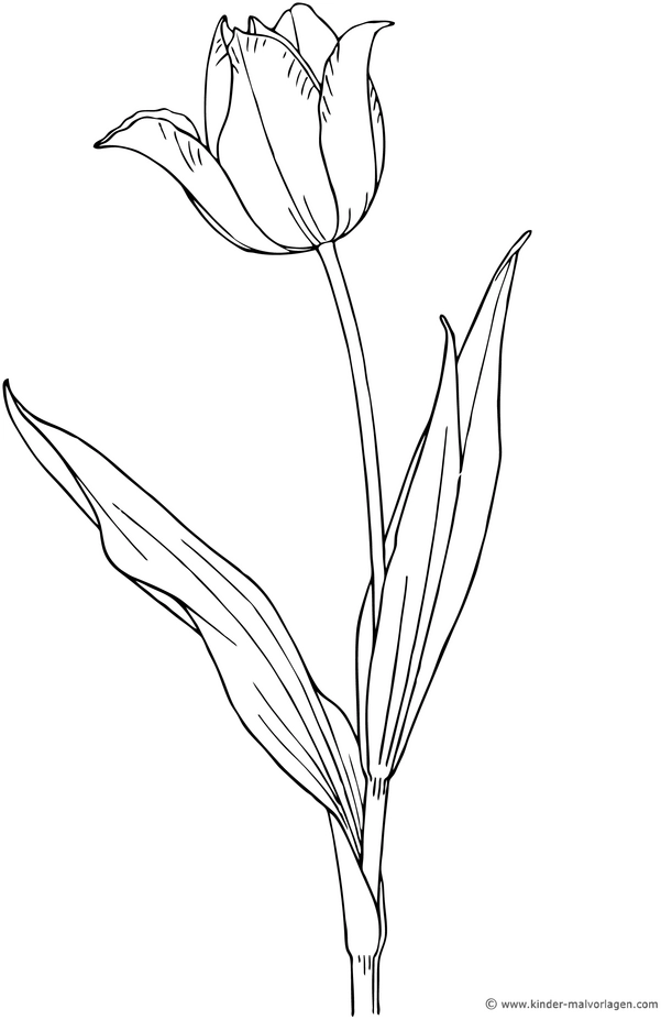 malvorlage-tulpe-ausmalen-fuer-kinder