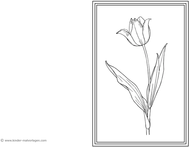 malvorlage-tulpe-im-rahmen