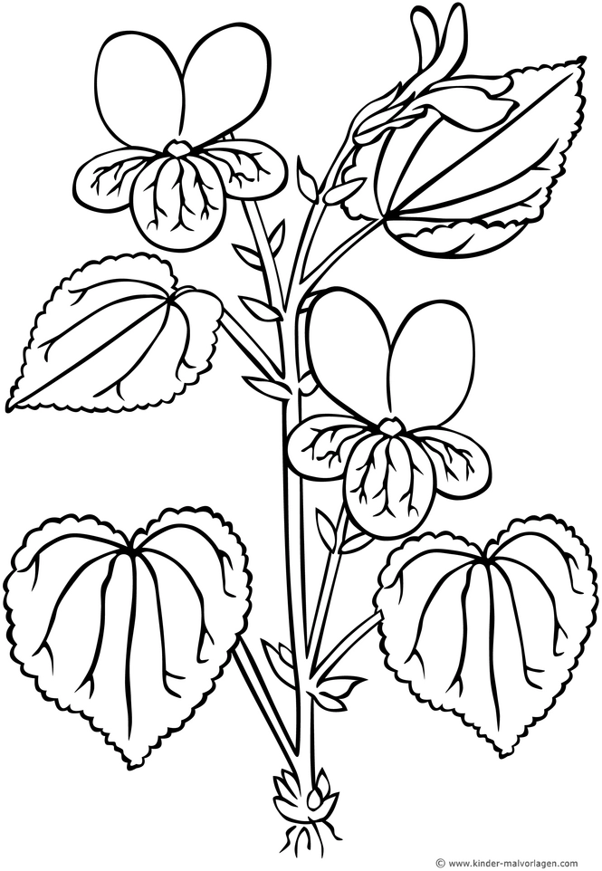 malvorlage-veilchen-blumen-und-blaetter