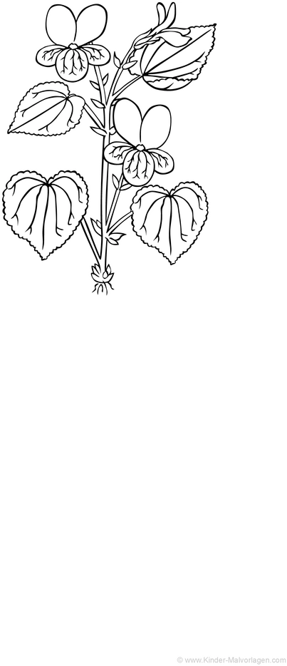 malvorlage-veilchenbluemchen-ausmalen