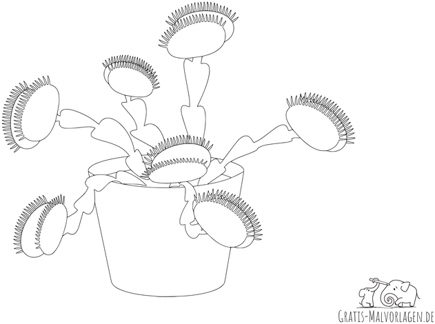 malvorlage-venusfliegenfalle-ausmalen