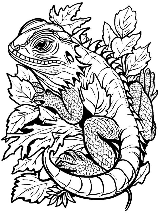 malvorlage-waldeidechse-zwischen-blaettern