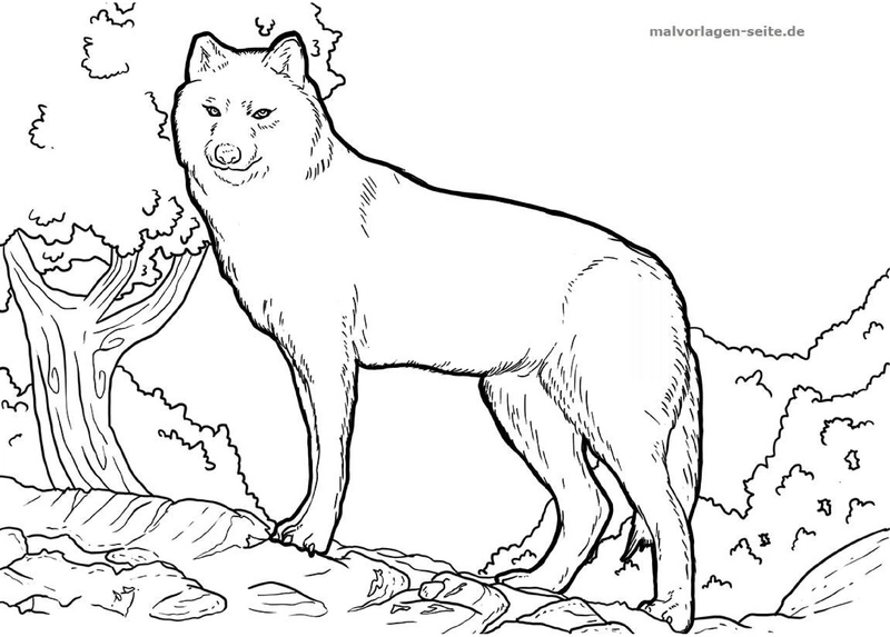 malvorlage-wolf-in-der-natur