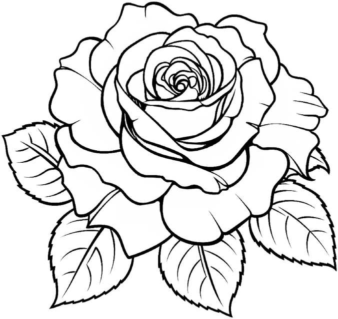 malvorlage-wunderschone-rose-ausmalen