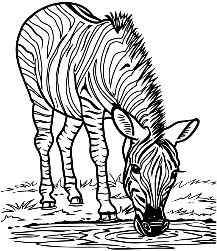 malvorlage-zebra-am-wasser