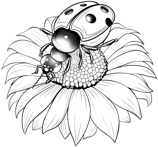 marienkaefer-auf-sonnenblume-ausmalbild