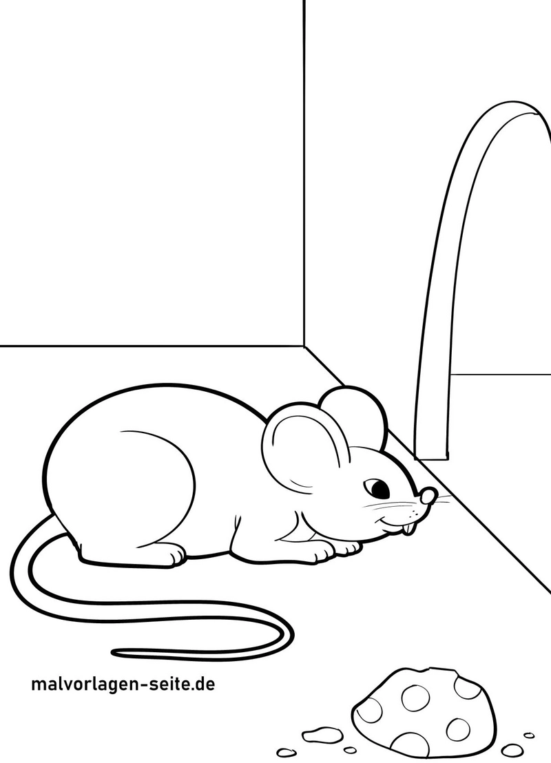 maus-im-raum-mit-kaese
