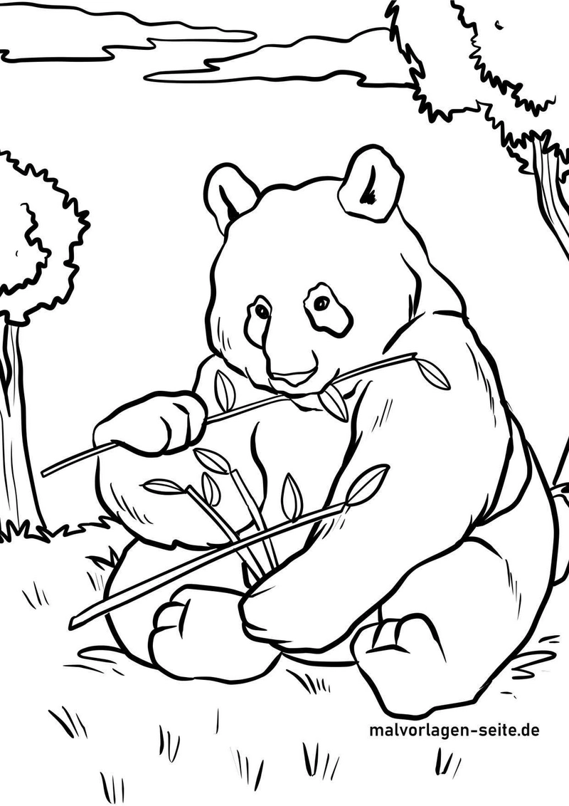 panda-bambus-in-der-natur