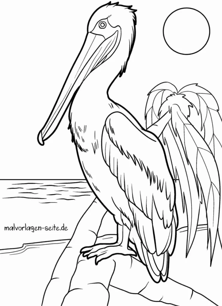 pelikan-am-wasser-mit-sonne-und-fakten