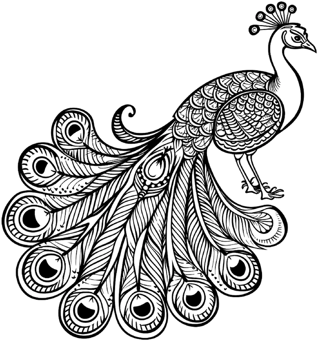 pfau-mit-federkleid-ausmalen-malvorlage
