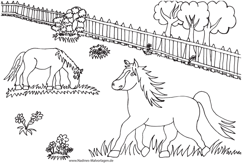 pferde-auf-wiese-und-baeume