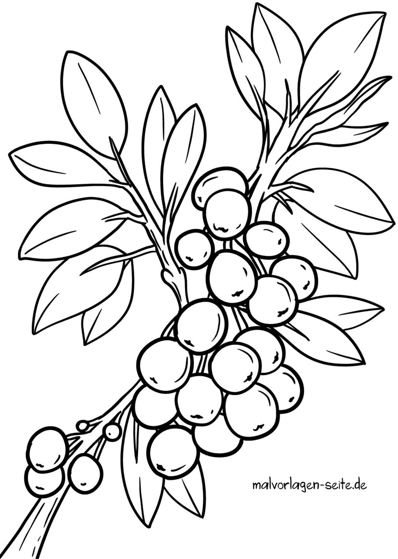 pflanzenzweig-mit-beeren-ausmalvorlage