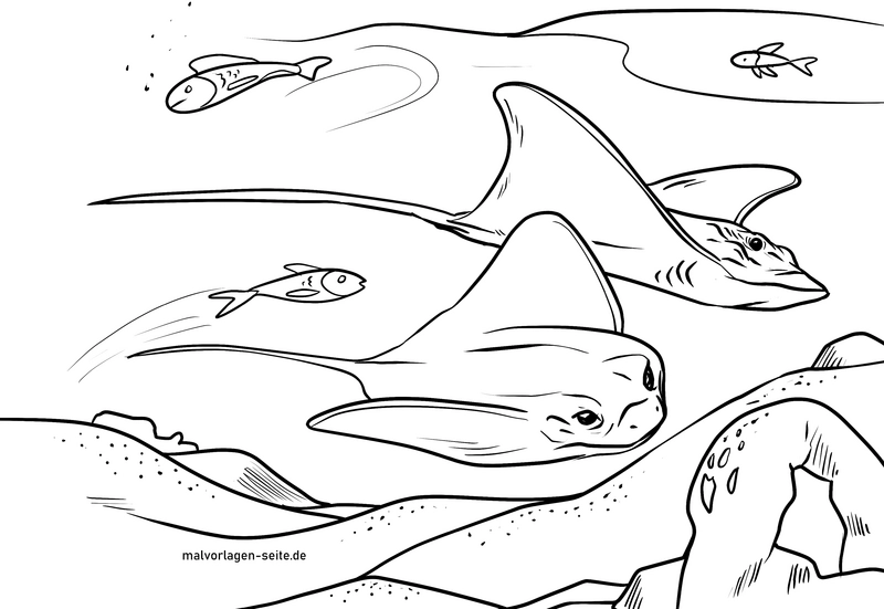 rochen-und-fische-im-meer-malen