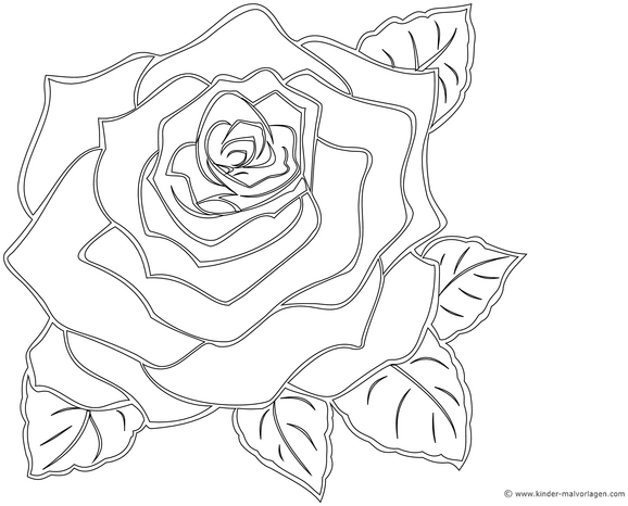 rose-ausmalvorlage-detaillierte-bluetenblaetter-und-blaetter