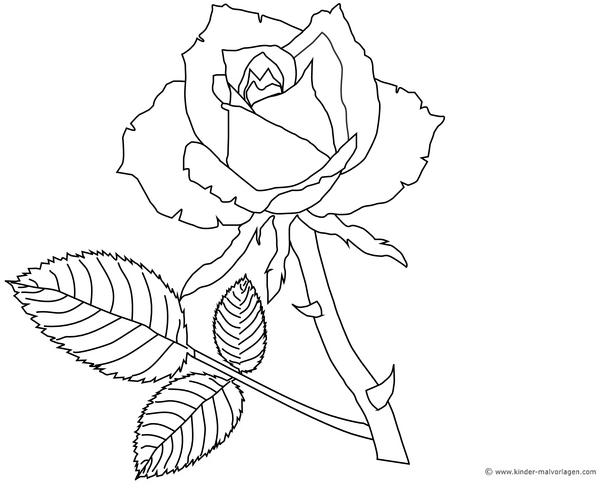 rose-ausmalvorlage-fuer-kinder-mit-bluetenblaettern-und-laub
