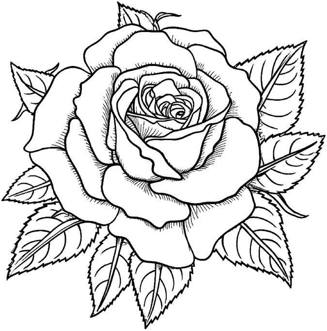 rose-mit-blaettern-ausmalvorlage
