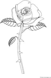 rose-mit-details-und-blaettern