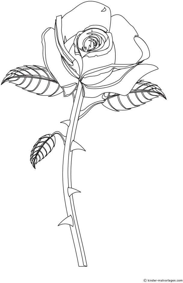 rose-mit-details-und-blaettern