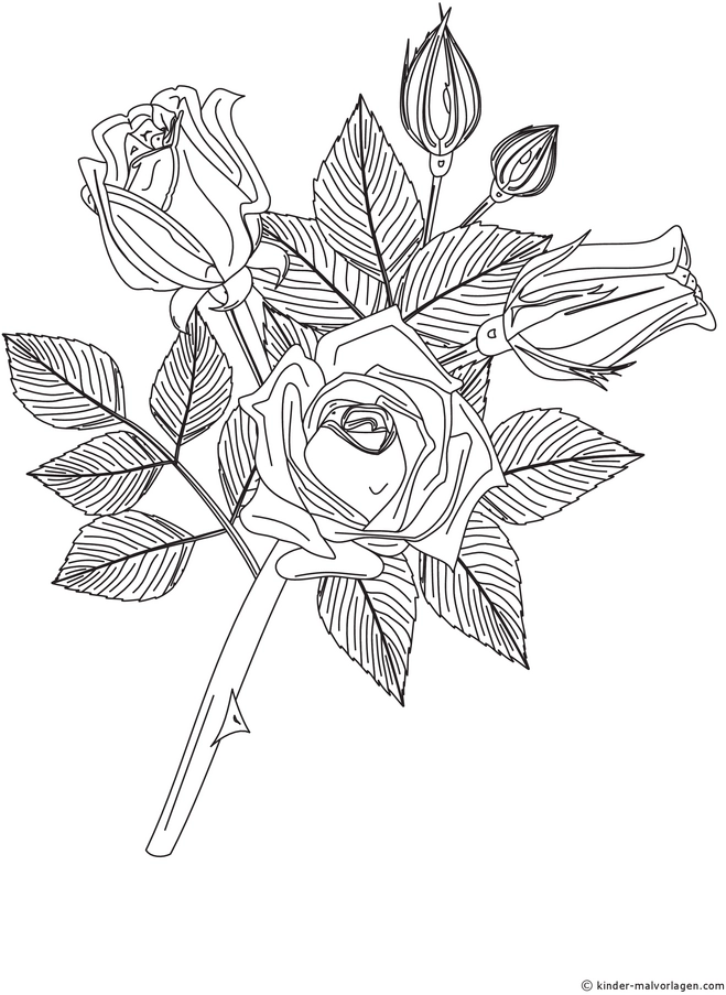 rose-mit-knospen-und-blaettern