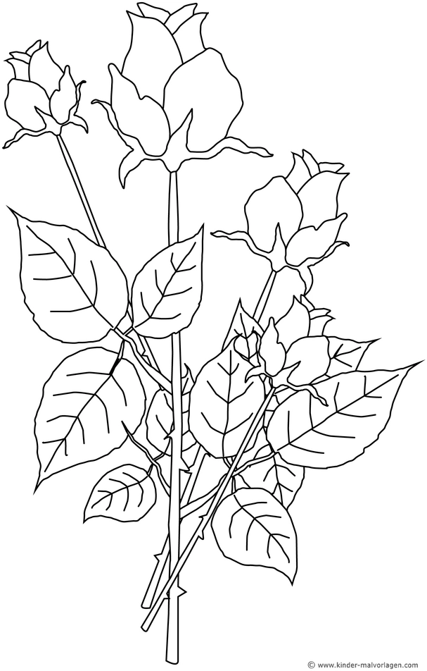 rosenstrauss-zum-ausmalen
