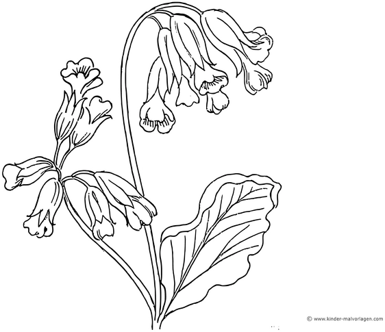 schluesselblume-malen-ausmalvorlage