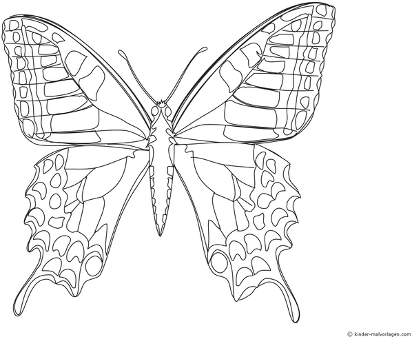 schmetterling-ausmalvorlage-mit-details