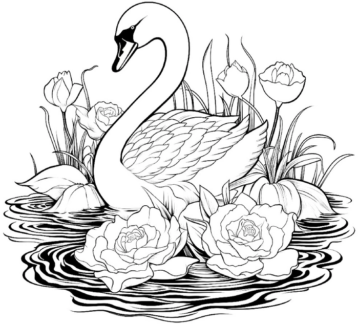 schwan-im-wasser-mit-blumen-malvorlage