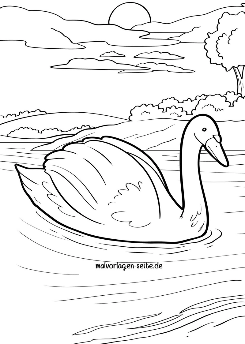 schwan-im-wasser-natur-malen-vorlage