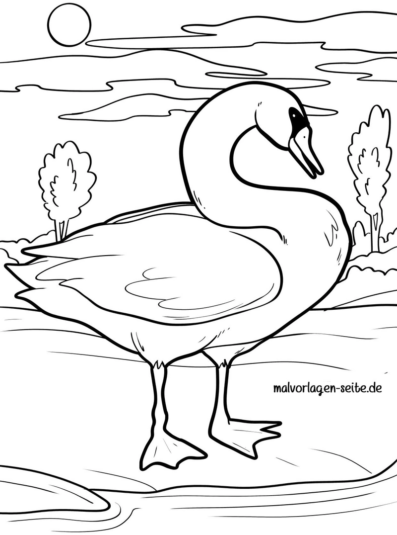 schwan-in-der-natur-malvorlage