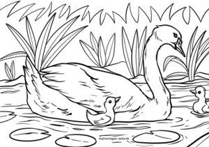 schwan-mit-entenkueken-in-der-natur