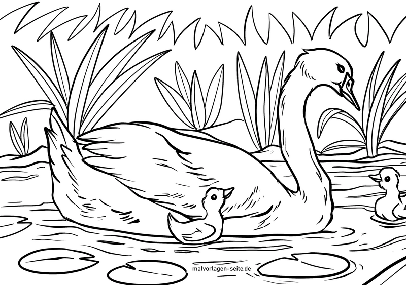 schwan-mit-entenkueken-in-der-natur