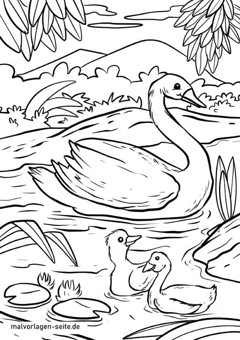 schwan-und-kueken-in-natur